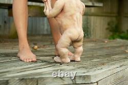 Custom Lifesize Poseable Realistic Silicone Vampire Baby Reborn