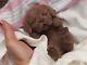 It's a LAB Puppy Girl! FULL SILICONE Bathable Life Like Reborn Newborn Baby Doll
