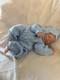 Reborn baby dolls pre owned