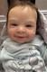 SEBASTIAN By OLGA AUER COAOrange Blossom Nursery