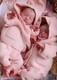 Twin Reborn